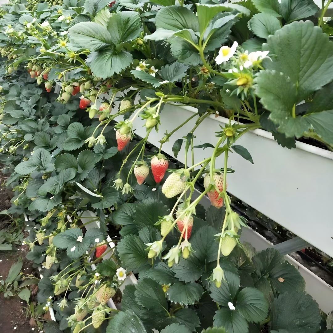 Strawberry Gutter System for Soilless Farming